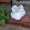 ヨルガオの花、見れました