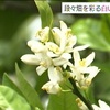 玉名市天水町　ミカンの花見ごろ