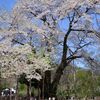 第1054話　移植に耐えた「荘川桜」