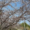 桜咲く公園にて