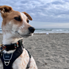 お休み恒例の浜辺散歩。ご機嫌な顔になる犬。