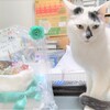 ダイパーケーキ？いいえ、猫様ケーキです！