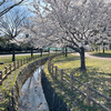 歌の森運動公園の桜！