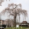 下市毛の枝垂れ桜・・