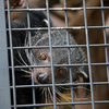 ビントロング Arctictis binturong