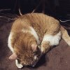 猫写真#920