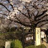 春の京都、疎水沿いを桜散歩