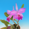 Cattleya lueddemanniana f.rubra 'Elisa'