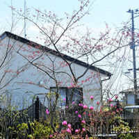 春の庭景色と草花～4月上旬～