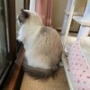 夜の猛烈バネ転がし