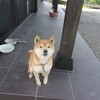 農家は、田んぼが忙しい