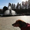 犬可店　世田谷めぐり4