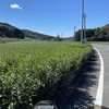 【お茶とバイク】バイクで茶畑を走ったら最高すぎた。お茶とバイクについて語るよ！