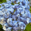紫陽花の神戸森林植物園
