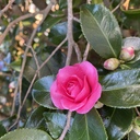 camelliatanのブログ