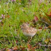 春を告げる鳥、です