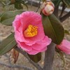 サイクリングで季節の花を愛でる ～三城公園の椿（ツバキ）～