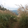 岩湧山のススキを見に行きました（大阪府）（10/21）