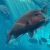 上越市立水族館　うみがたり