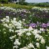 木場潟の菖蒲園は満開