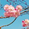 紅豊（ベニユタカ）／桜（散歩写真）