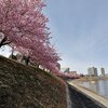 【２月２８日　乙川の葵桜（川津桜）】