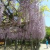 神社巡り★藤の花