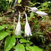 私を引き止めた　一本の地味な花