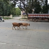 カオスなインドの道路