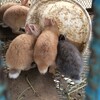 うさぎ小屋軽め往復