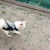 老犬ホームあん｜ストレス解消