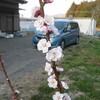 アンズの花が咲きました