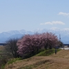 手取川河川敷の早咲き桜