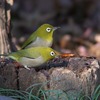 今日の鳥たち