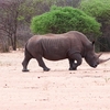 シロサイ White rhinoceros