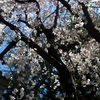 ベンチに腰かけ、まだまだ枝垂れ桜の花盛り　より。