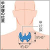 甲状腺ってどんな臓器なの？