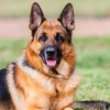 医療探知犬