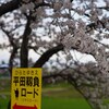 平田靭負桜を見に。