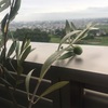 植物たちのやる気