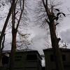 住宅に接した大木群の断幹枝降ろし　６～７日目　巨大なムクノキ２本終了