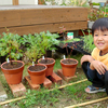 小さな苗木　鉢植え