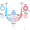 血が汚れる最大の理由