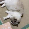猛烈な蒸し暑さで眠いふくちゃん