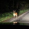 北軽井沢への道中、たまに遭遇します