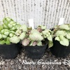 ＊春を待つラミウム