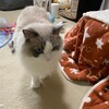 寒い日ですが、今日はこたつに入らなかったふくちゃん。