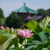 不忍池の蓮の花2024