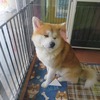 Akita-inu (Akita dog)