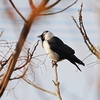 ２０２２年１２月　九州にて野鳥観察。（アルパインツアーサービスの２泊３日野鳥観察ツアーに参加）その２。